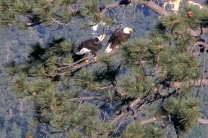 Ochráncovia prírody žiadajú zrušenie ohňostrojov kvôli obavám o rodinu orlov.