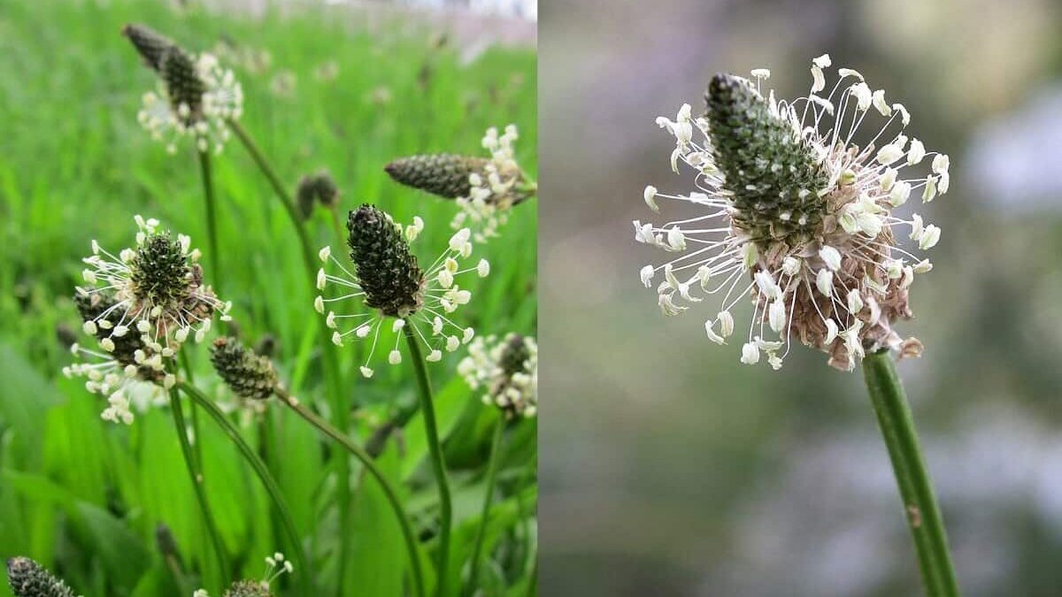 Skorocel kopijovitý