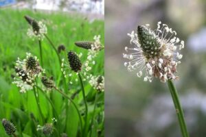 Skorocel kopijovitý