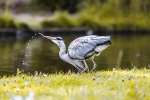 Voľne žijúce zvieratá trpia v horúčavách dehydratáciou