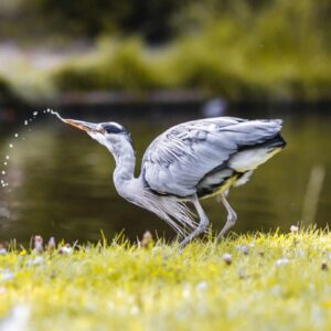 Voľne žijúce zvieratá trpia v horúčavách dehydratáciou