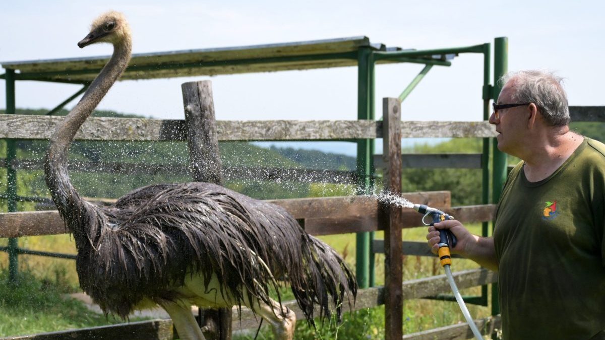 Horúčavy trápia aj zvieratá