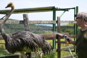 Horúčavy trápia aj zvieratá