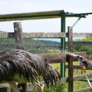 Horúčavy trápia aj zvieratá