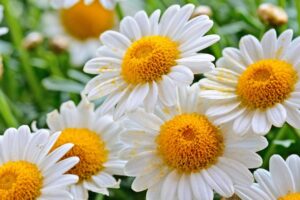 Rumanček kamilkový (kamilka)