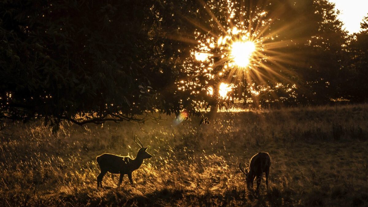 jelen scaled e1641206290269.jpg Diviaky, jelene a srny premnožené – miliónové škody v lesoch a poliach