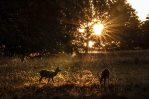 Diviaky, jelene a srny premnožené – miliónové škody v lesoch a poliach