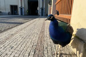 Turisti neveria vlastným očiam. Nechcený nájomník ovládol Pražský hrad, nikto ho...