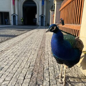 Turisti neveria vlastným očiam. Nechcený nájomník ovládol Pražský hrad, nikto ho...