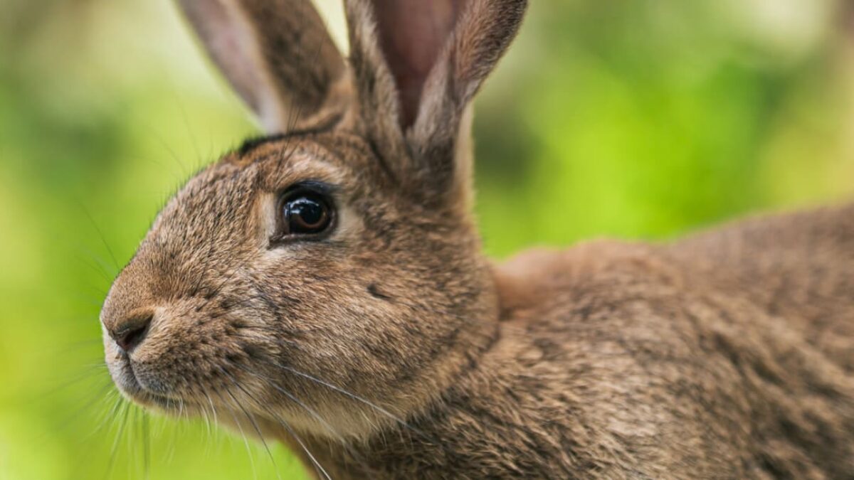 U mŕtvych zajacov na Znojemsku sa potvrdila myxomatóza. U mŕtvych zajacov na Znojemsku sa potvrdila myxomatóza.
