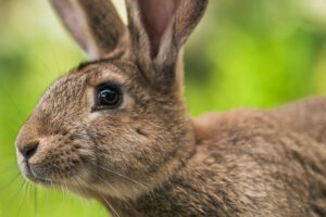 U mŕtvych zajacov na Znojemsku sa potvrdila myxomatóza.