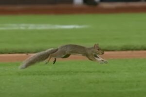 Spomalené zábery ich šokovali: Na Yankee štadióne niečo také nezažili