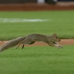 Spomalené zábery ich šokovali: Na Yankee štadióne niečo také nezažili