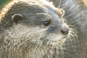 Prvá záchranárska vydra na svete dokáže nájsť nezvestných pod vodou. Pozrite sa,...
