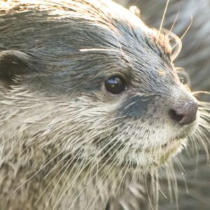 Prvá záchranárska vydra na svete dokáže nájsť nezvestných pod vodou. Pozrite sa,...