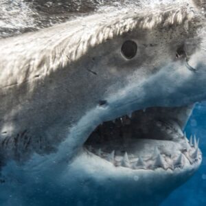 Päťmetrový žralok zaútočil na surfera. Pozrite sa, ako dopadla jeho rozkúsnutá d...