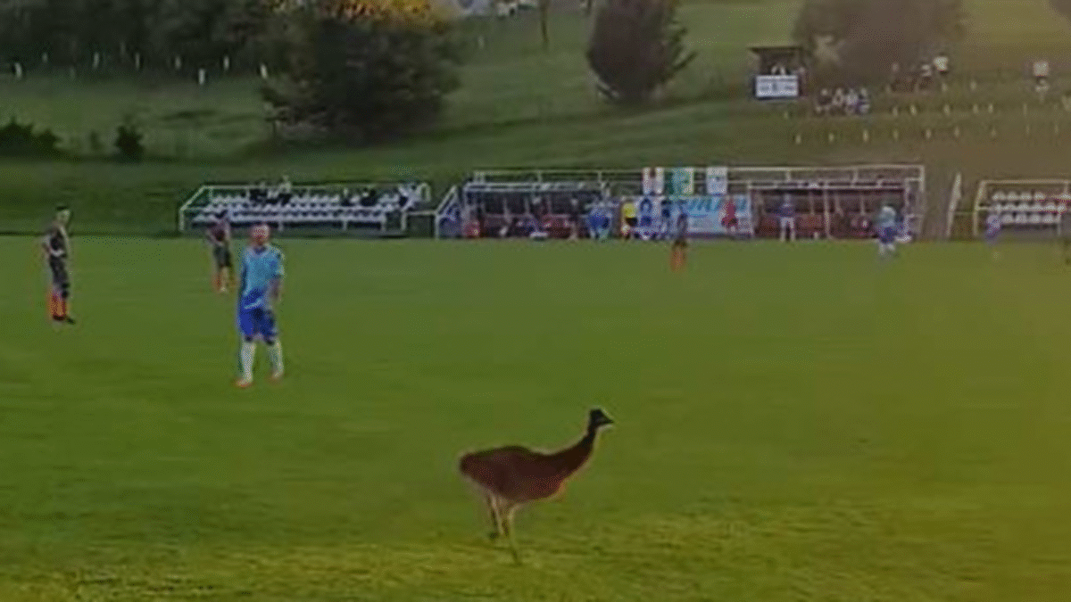 Zápas prerušil smiech divákov: Na Považí sa objavil nečakaný návštevník Zápas prerušil smiech divákov: Na Považí sa objavil nečakaný návštevník