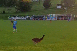 Zápas prerušil smiech divákov: Na Považí sa objavil nečakaný návštevník