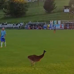 Zápas prerušil smiech divákov: Na Považí sa objavil nečakaný návštevník