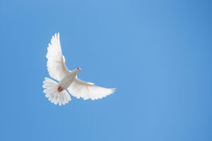 Powellov holubičí obrat posiela dolár nadol a Wall Street k Powellov holubičí obrat posiela dolár nadol a Wall Street k rekordom.