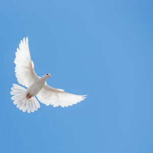 Powellov holubičí obrat posiela dolár nadol a Wall Street k Powellov holubičí obrat posiela dolár nadol a Wall Street k rekordom.