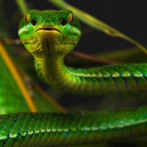 Nenápadný štrkáčovec vystrelí ako napnutá pružina. Človeka najčastejšie uštipne ...