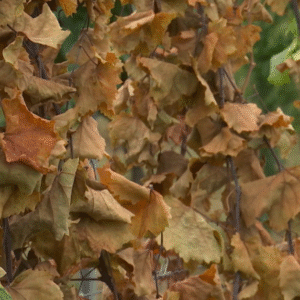 Bez ráznych krokov môžeme prísť o celé vinohrady, varujú vinári.