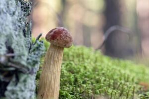 Invázny hríb z USA dorazil do českých lesov. Má nápadne vysokú nohu a malý klobú...