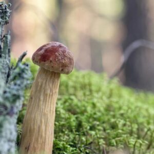 Invázny hríb z USA dorazil do českých lesov. Má nápadne vysokú nohu a malý klobú...