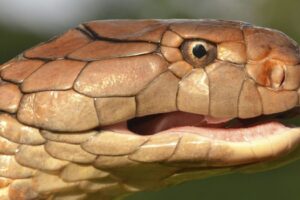 Najväčší jedovatý had sveta spolyká aj mnohometrovú korisť. Má k tomu špeciálnu ...