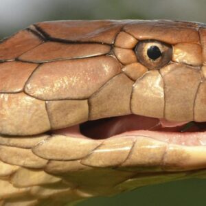 Najväčší jedovatý had sveta spolyká aj mnohometrovú korisť. Má k tomu špeciálnu ...