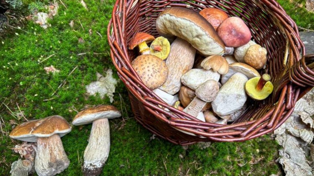 Huby, aké ste nepoznali: 4 fascinujúce zaujímavosti, ktoré prekvapia aj skúsených hubárov