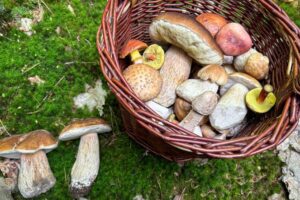 Huby, aké ste nepoznali: 4 fascinujúce zaujímavosti, ktoré prekvapia aj skúsenýc...