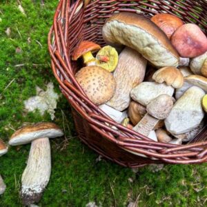 Huby, aké ste nepoznali: 4 fascinujúce zaujímavosti, ktoré prekvapia aj skúsenýc...