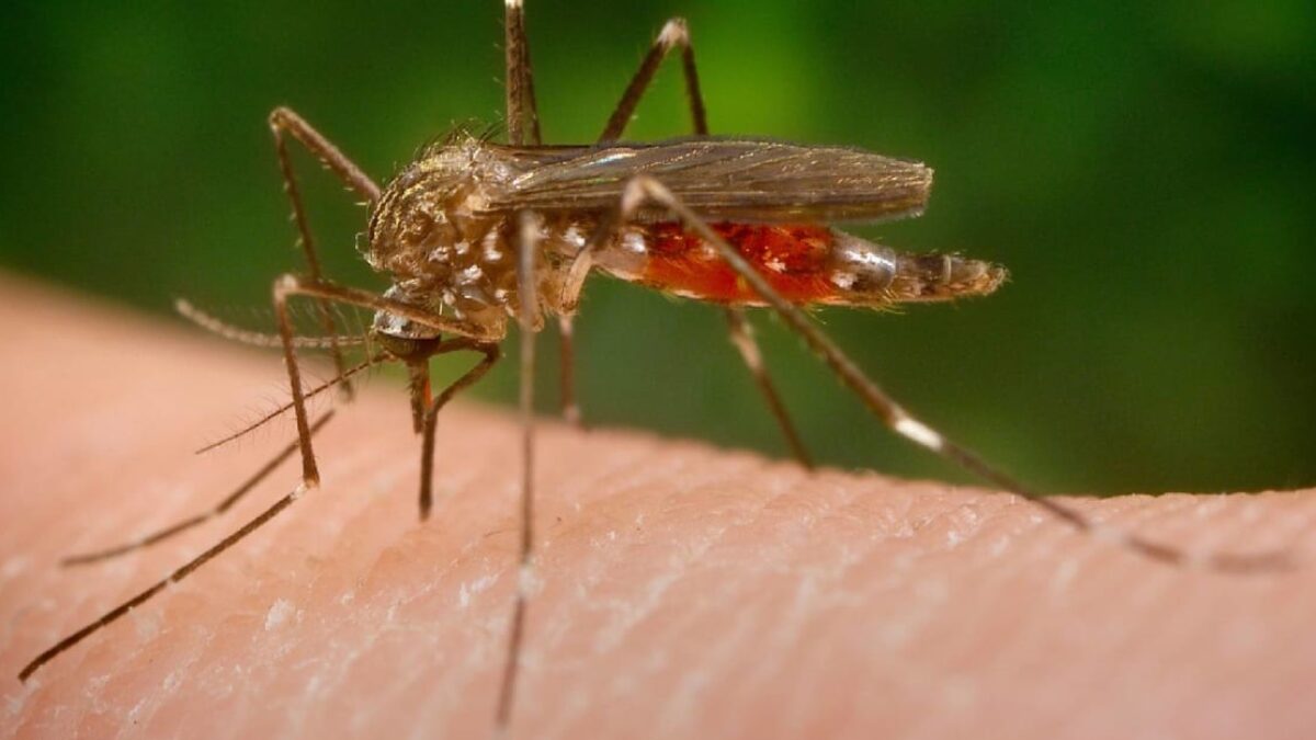 Česko obsadzuje invázny komár japonský. Vieme, kde sa liahne i ako ho poznáte