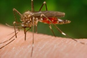 Česko obsadzuje invázny komár japonský. Vieme, kde sa liahne i ako ho poznáte