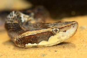 Jedovatý had využíva dokonalé maskovanie. Pozrite sa, ako bleskovo útočí na nohy