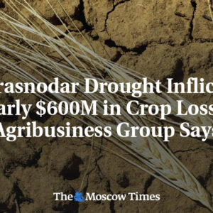 Sucho v Krasnodare spôsobilo straty na úrode takmer 600 miliónov dolárov, uviedl...