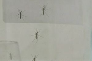 V Česku sa usadil invazívny komár japonský.