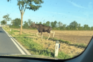Putovanie losa Emila pokračuje, spozorovali ho v Rakúsku.