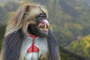 Najpodivnejšie opice sveta sú len krôčik od ľudskej reči. Vypočujte Najpodivnejšie opice sveta sú len krôčik od ľudskej reči. Vypočujte si ich „žvat...