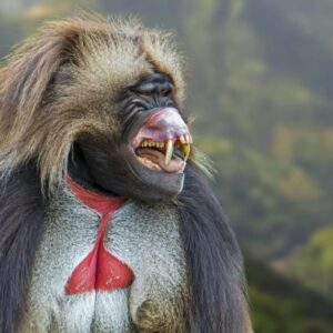 Najpodivnejšie opice sveta sú len krôčik od ľudskej reči. Vypočujte si ich „žvat...