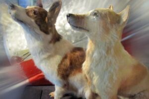 Sovieti poslali do vesmíru cez 50 psov, ako prvé sa Sovieti poslali do vesmíru cez 50 psov, ako prvé sa vrátili fenky Belka a Strelk...