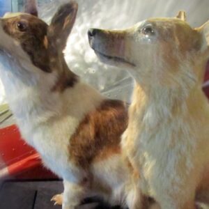 Sovieti poslali do vesmíru cez 50 psov, ako prvé sa vrátili fenky Belka a Strelk...