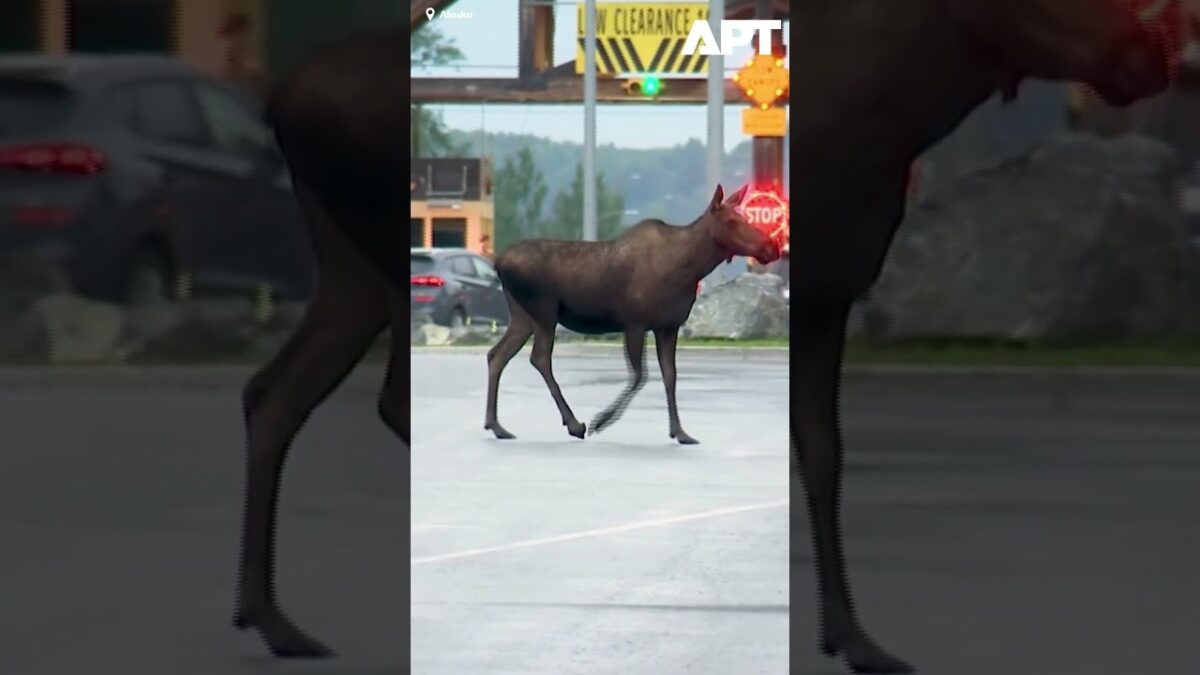 Divoký los a medveď spozorovaní blízko miesta summitu Trump-Putin na Divoký los a medveď spozorovaní blízko miesta summitu Trump-Putin na Aljaške.