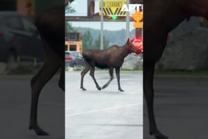 Divoký los a medveď spozorovaní blízko miesta summitu Trump-Putin na Aljaške.