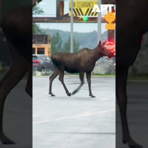 Divoký los a medveď spozorovaní blízko miesta summitu Trump-Putin na Aljaške.