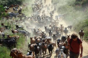 Hladné kozy. V Španielsku proti požiarom nasadzujú nečakanú zbraň, vymaž