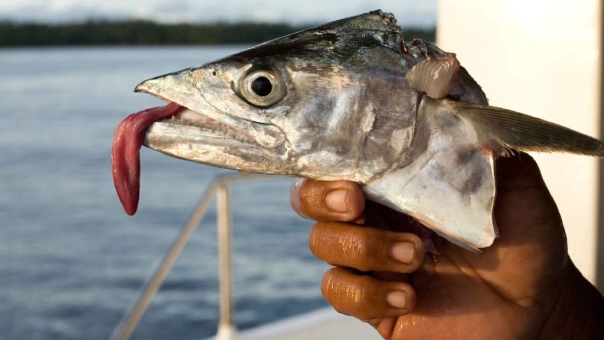 Majú ryby jazyk? Majú ryby jazyk?