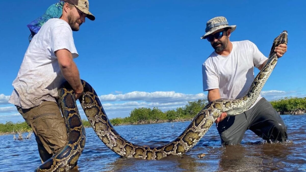Robotické králiky lákajú obrie invázne pytóny. Ako? Hýbu sa, hrejú a voňajú